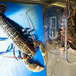 מלון Quinlan & Cooke Boutique Townhouse And Qcs Seafood Restaurant קהרסיבין
